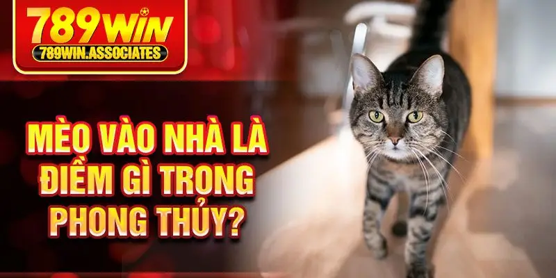 Mèo Vào Nhà Là Điềm Gì? Giải Mã Những Ý Nghĩa Phong Thủy 1 Mèo vào nhà là điềm gì trong phong thủy?