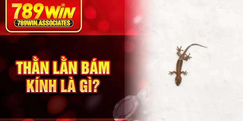 Thằn Lằn Bám Kính Là Gì? Điều Tra Về Ý Nghĩa Và Điềm Báo 1 Thằn lằn bám kính là gì?