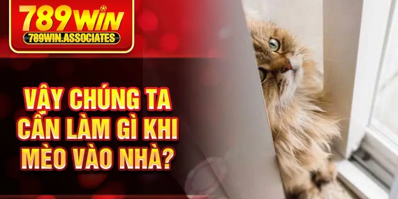 Mèo Vào Nhà Là Điềm Gì? Giải Mã Những Ý Nghĩa Phong Thủy 3 Vậy chúng ta cần làm gì khi mèo vào nhà?