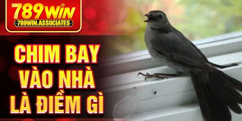 Chim Bay Vào Nhà Là Điềm Gì? – Giải Mã Những Bí Ẩn Về Nó